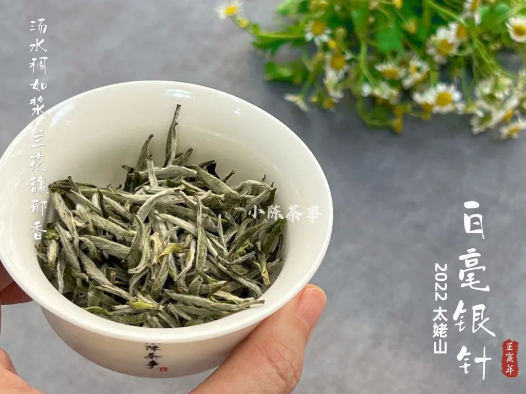 白毫银针口感怎么样,白茶知识白毫银针