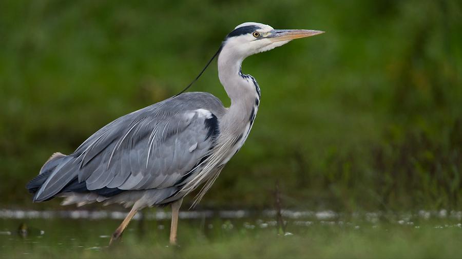 美国佛州最大缅甸蟒,美国蟒蛇泛滥原因