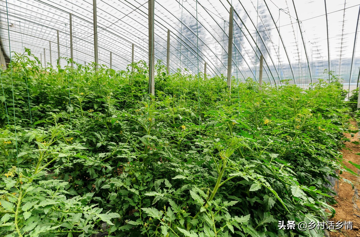 小苏打对种植蔬菜的作用,小苏打种植技术