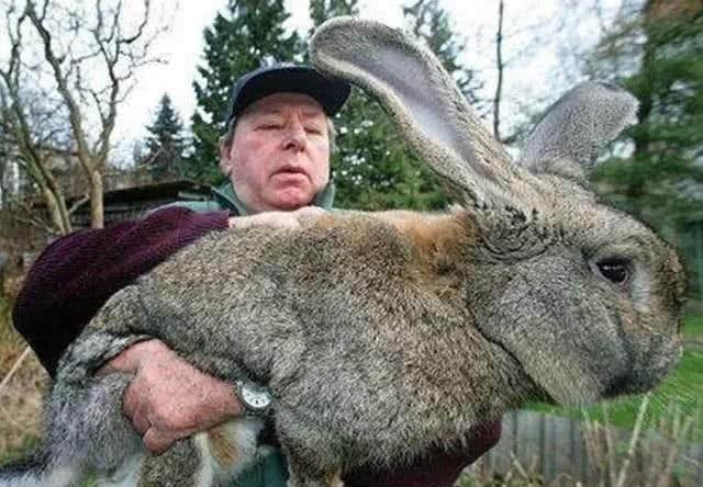 千年的王八万年的龟经典语录,千年王八万年龟下一句人生智慧