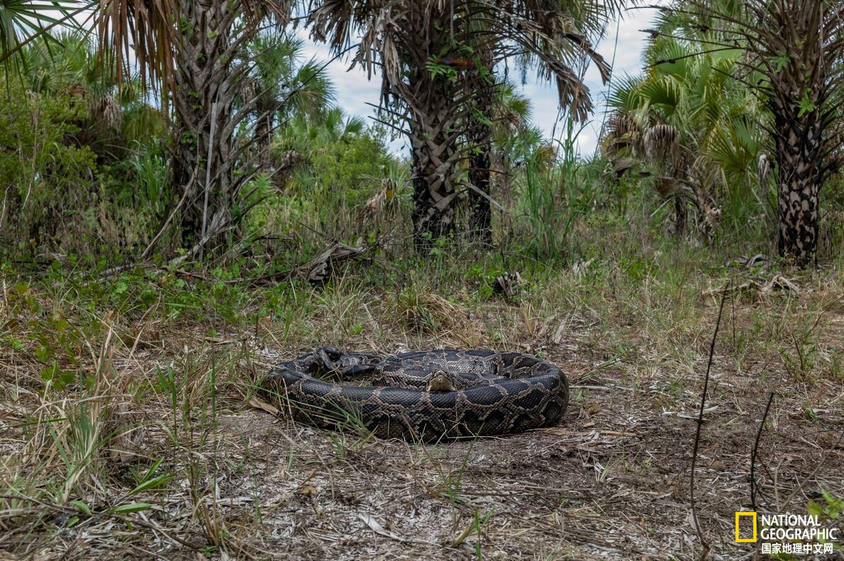 目前已发现最大的蟒蛇,目前发现最大的蟒蛇有多大