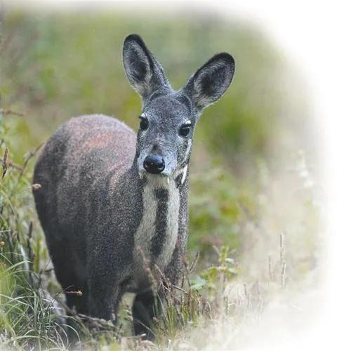 山区闲置的土地怎么利用赚钱,怎么利用农村田地赚钱呢