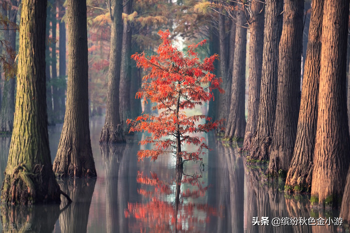 上海七大郊野公园排名榜单,上海松江郊野公园旅游详细攻略