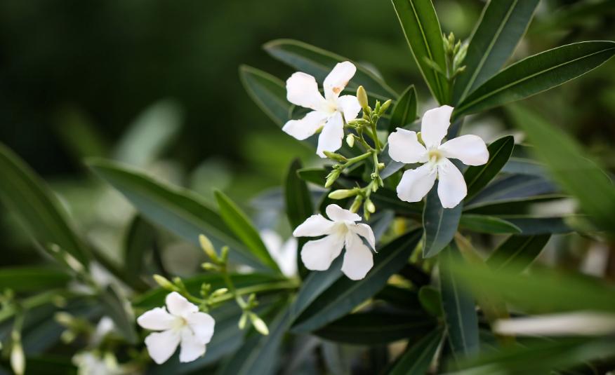 小雨催花,夹竹桃诗句和优美句子
