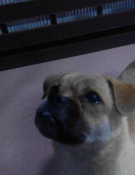 马犬眼睛发红眼屎多怎么办,马犬眼睛红肿是什么原因