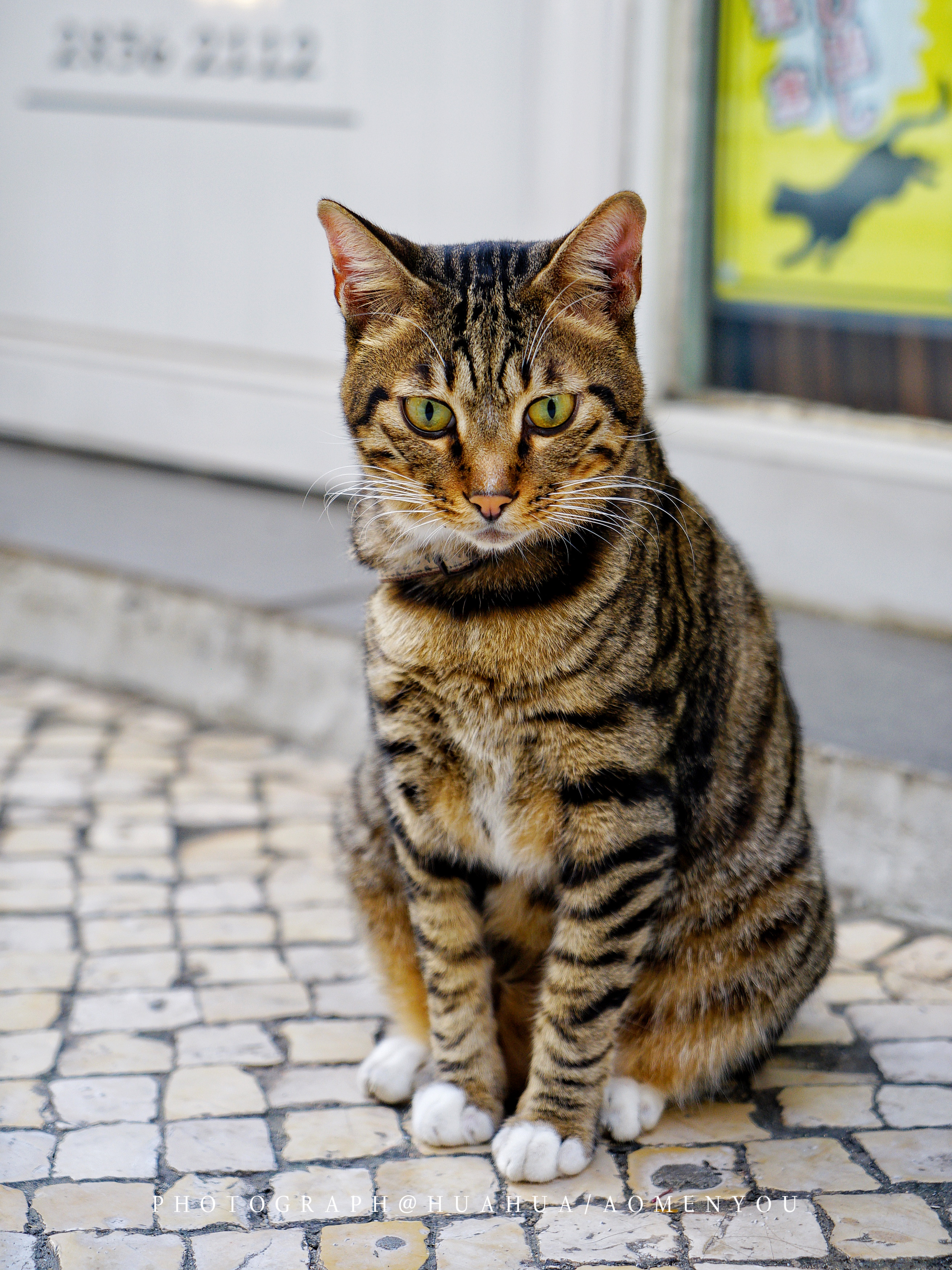 游澳门攻略,澳门旅游攻略自由行五天4晚