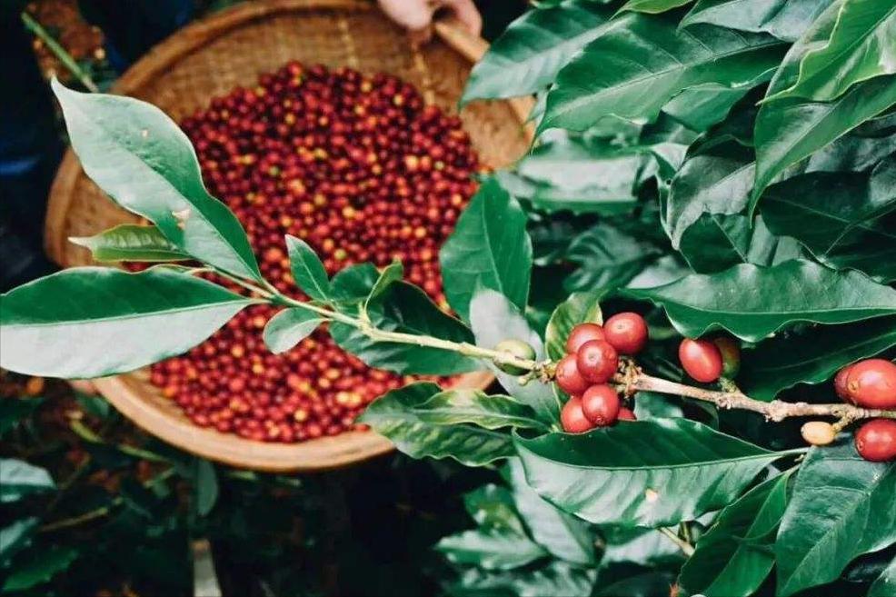 想学越南语好学吗,学习越南语从哪方面入门会比较快