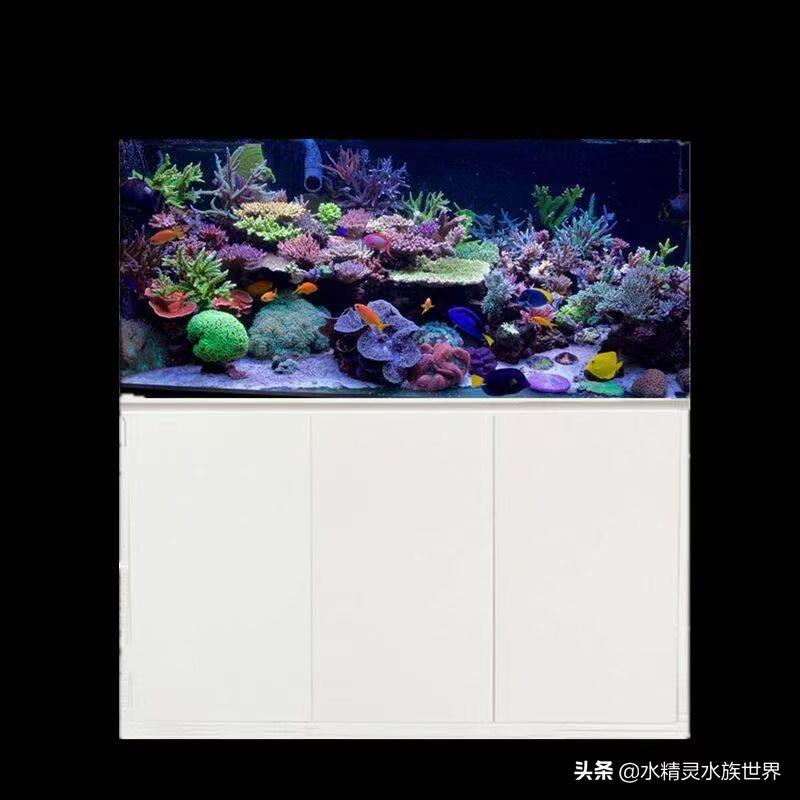 常见海水鱼品种介绍及饲养手册,人工饲养的食用海水鱼有什么