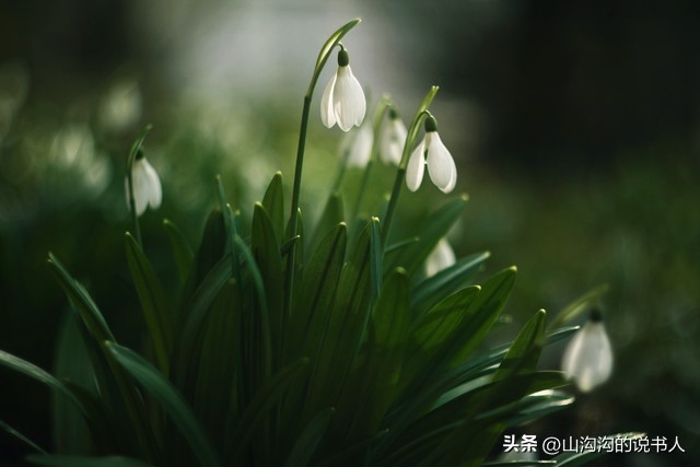 七律春节临近,七律春节相聚