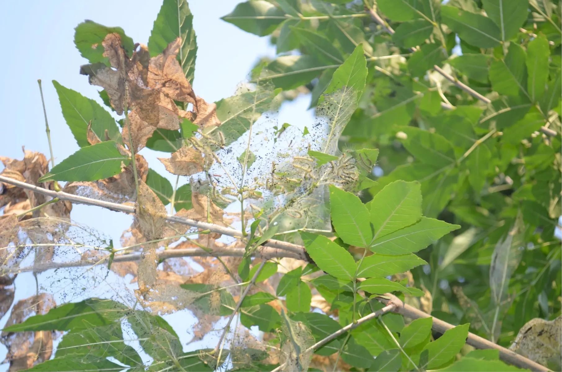 海关查到剧毒蜘蛛,海关查出毒蜘蛛