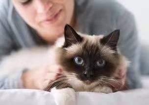 撸猫惹上虫子的早期症状,撸猫需谨慎担心猫抓病