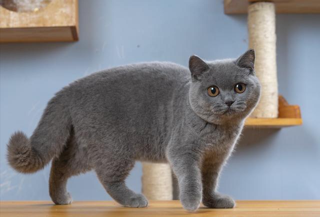 养猫首选这3种猫既便宜又好养,养猫和养狗哪个开销便宜点