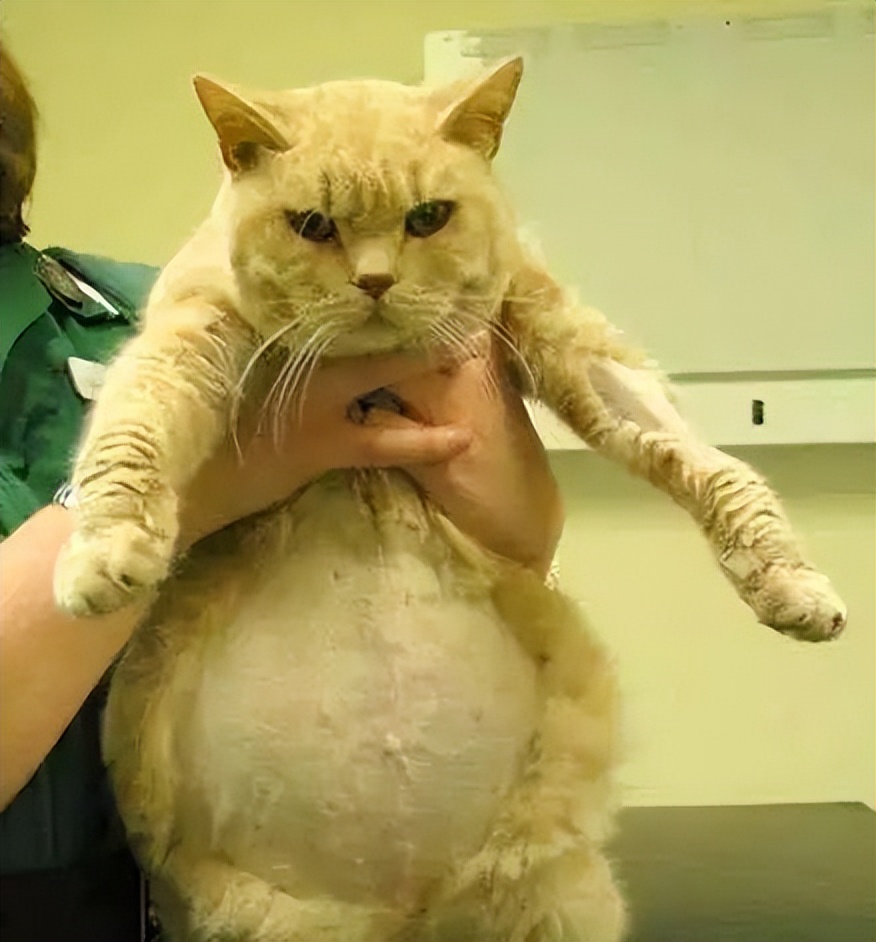 传染性腹膜炎用什么药物,传染性腹膜炎怎么治疗