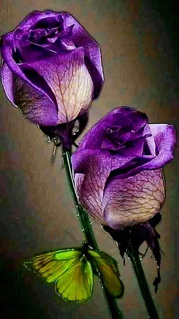 玫瑰是爱情的使者,玫瑰是每个女人的最爱