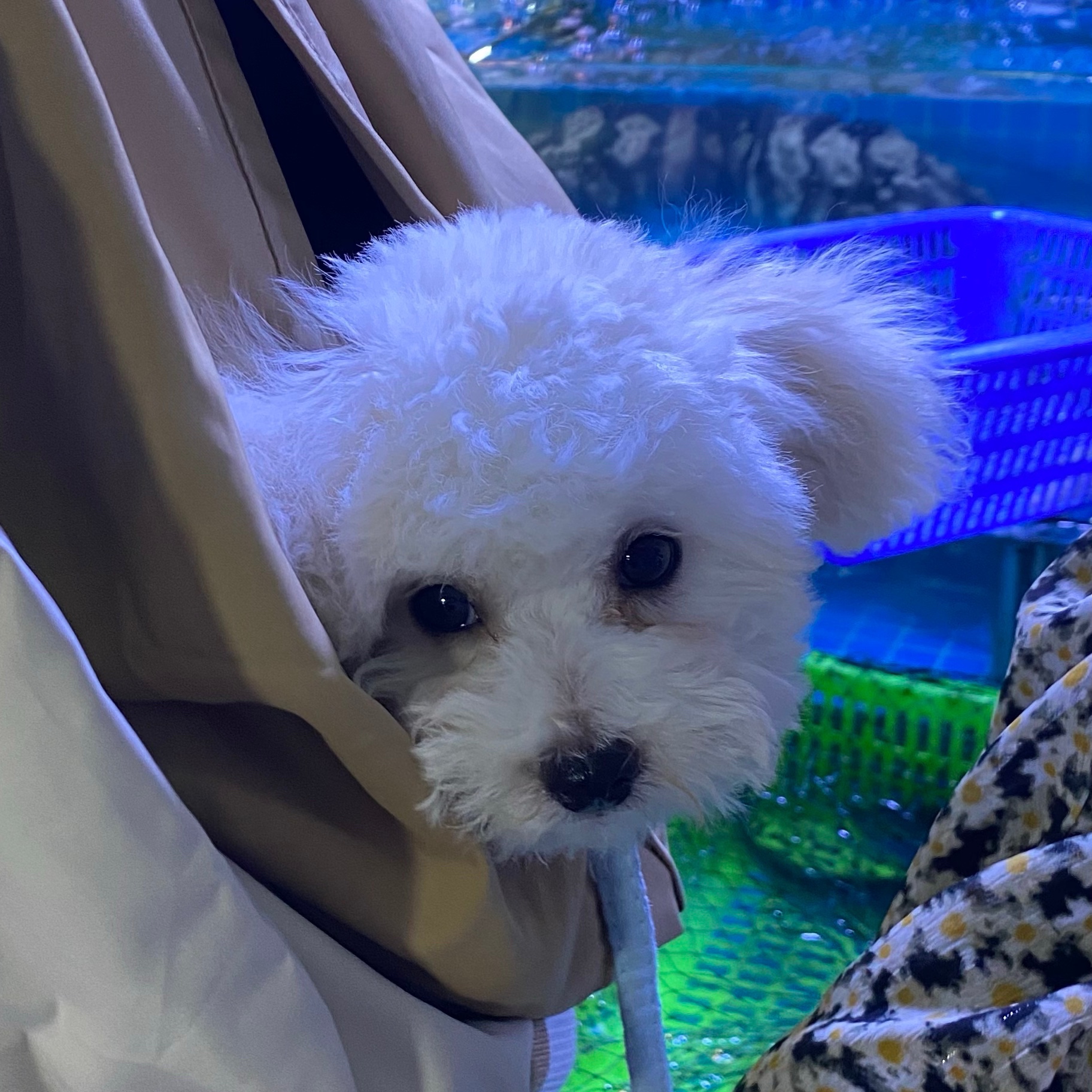 小狗脐疝和正常肚脐眼区别,狗狗的脐疝一般多久能自己收缩