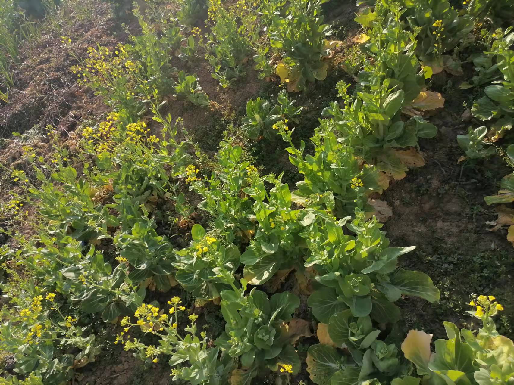 腌菜苔的做法,腌菜苔的视频