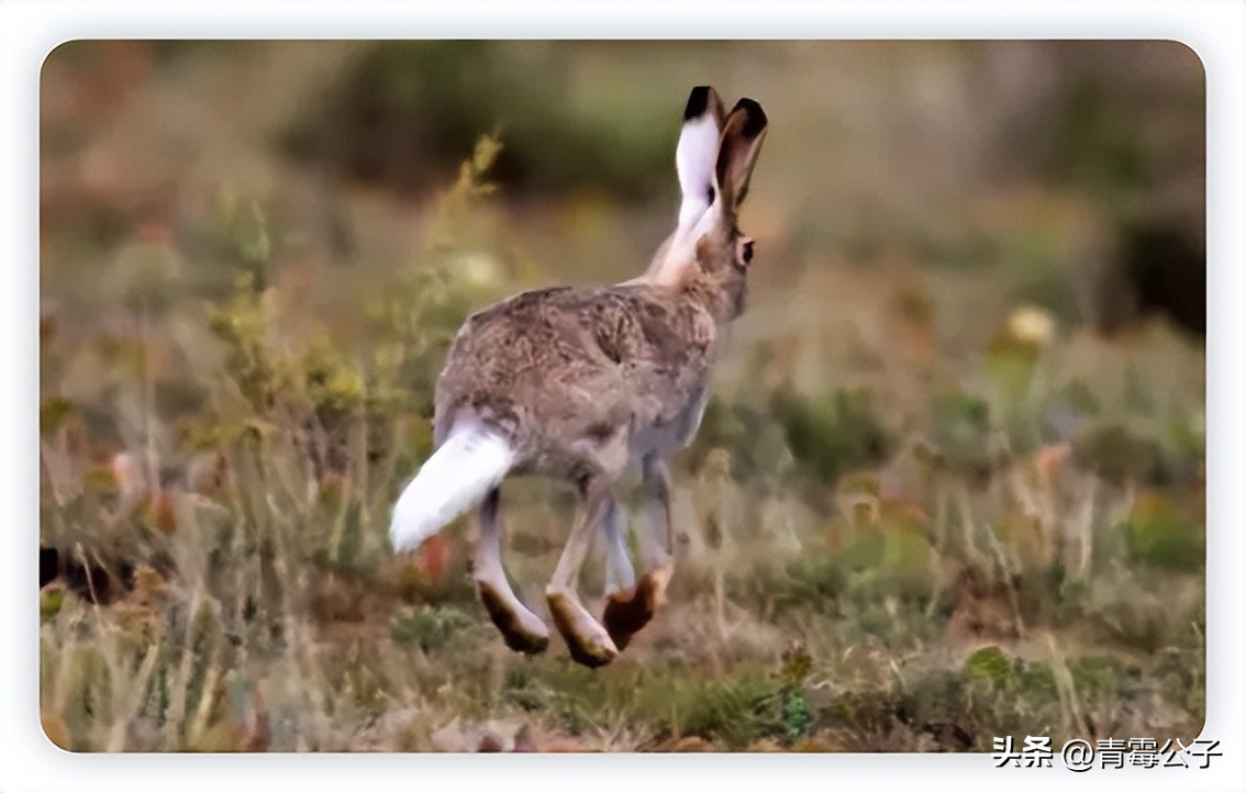 一只蓝色兔子是什么品种,一只蓝兔子