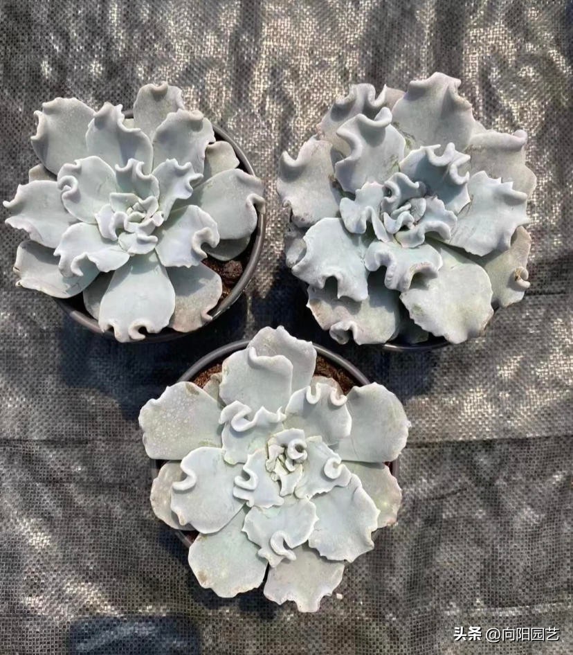 多肉饺子皮，2个品种，你喜欢哪一种？白饺子皮颜值更高！