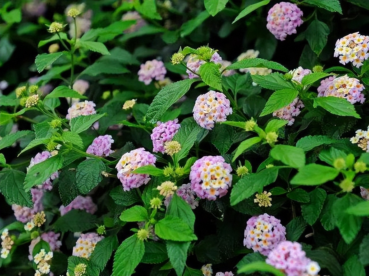 蛇蝎芙蓉花,皖南蛇蝎花