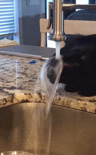 原来猫咪也有弱智的表现,猫咪很虚弱该怎么救活它