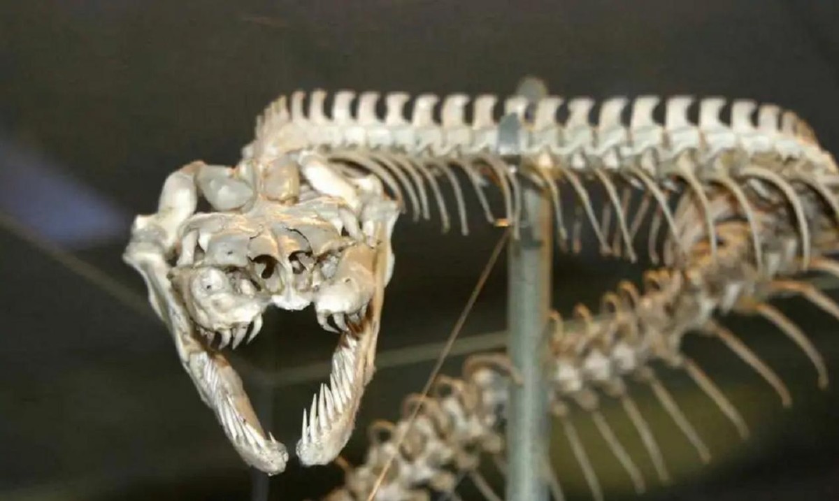 湖北十堰最近发现的蛇,湖北十堰白头蝰