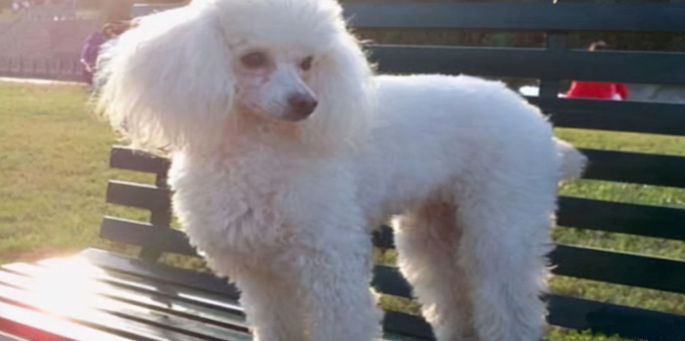 贵宾犬的泪痕怎么治疗,贵宾犬的泪痕很严重眼睛不停眨