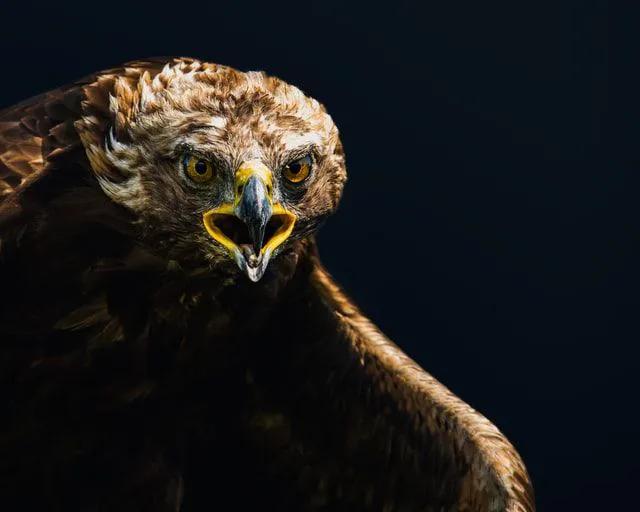 猛兽野性的壁纸,霸气猛兽壁纸