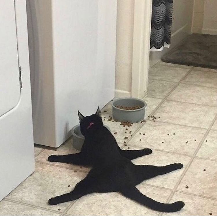 盘点那些奇怪的小猫咪搞笑的日常,盘点那些奇怪的小猫咪