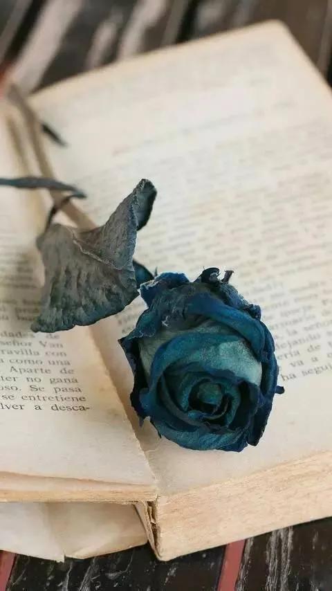 蓝色妖姬花束壁纸,花朵壁纸蓝色