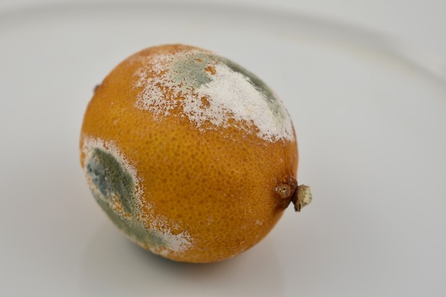 有什么水果看着不能吃实际上能吃,哪些常见的水果不能多吃