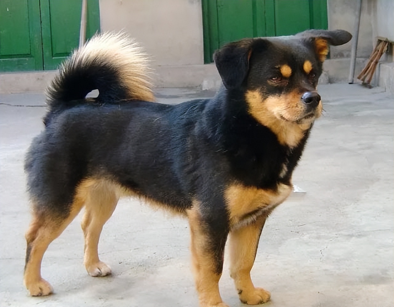 现在的中华田园犬怎么越长越矮了,中华田园犬为什么比其他犬好养