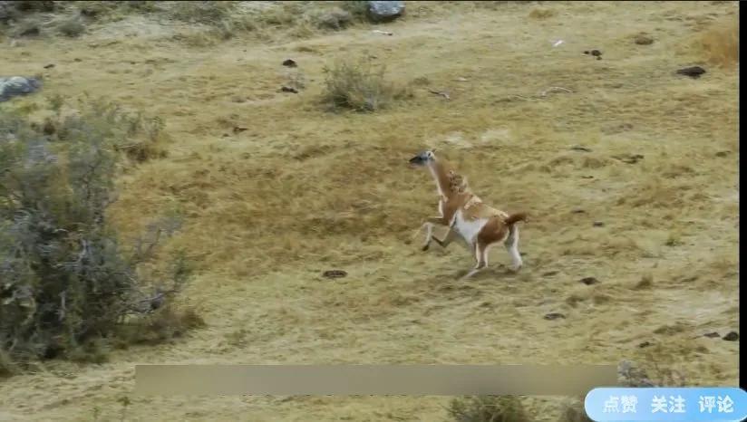 好可怜母狮因受伤不能捕猎,母狮辛苦捕猎却被它夺走