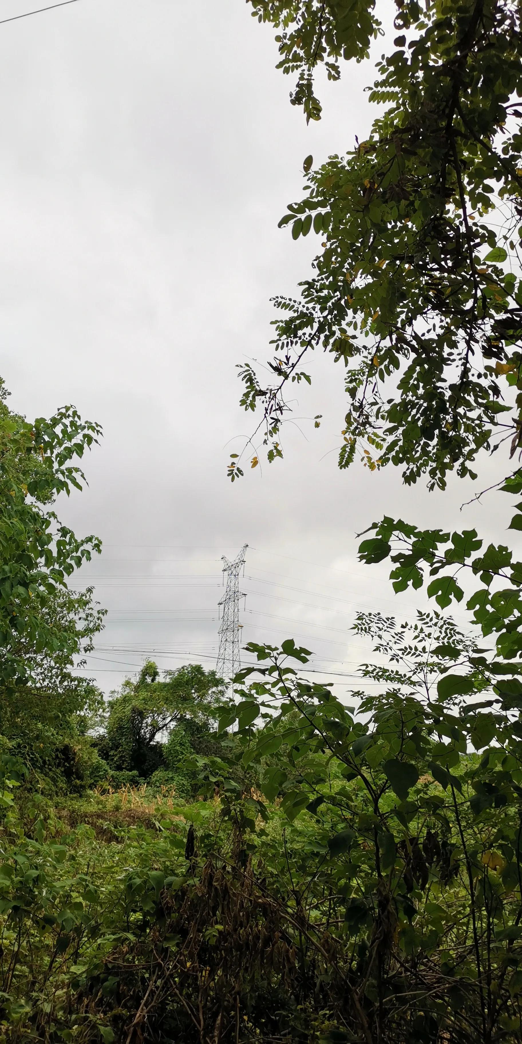 越南传说中的巨大蟒蛇现身,超级巨蟒传说