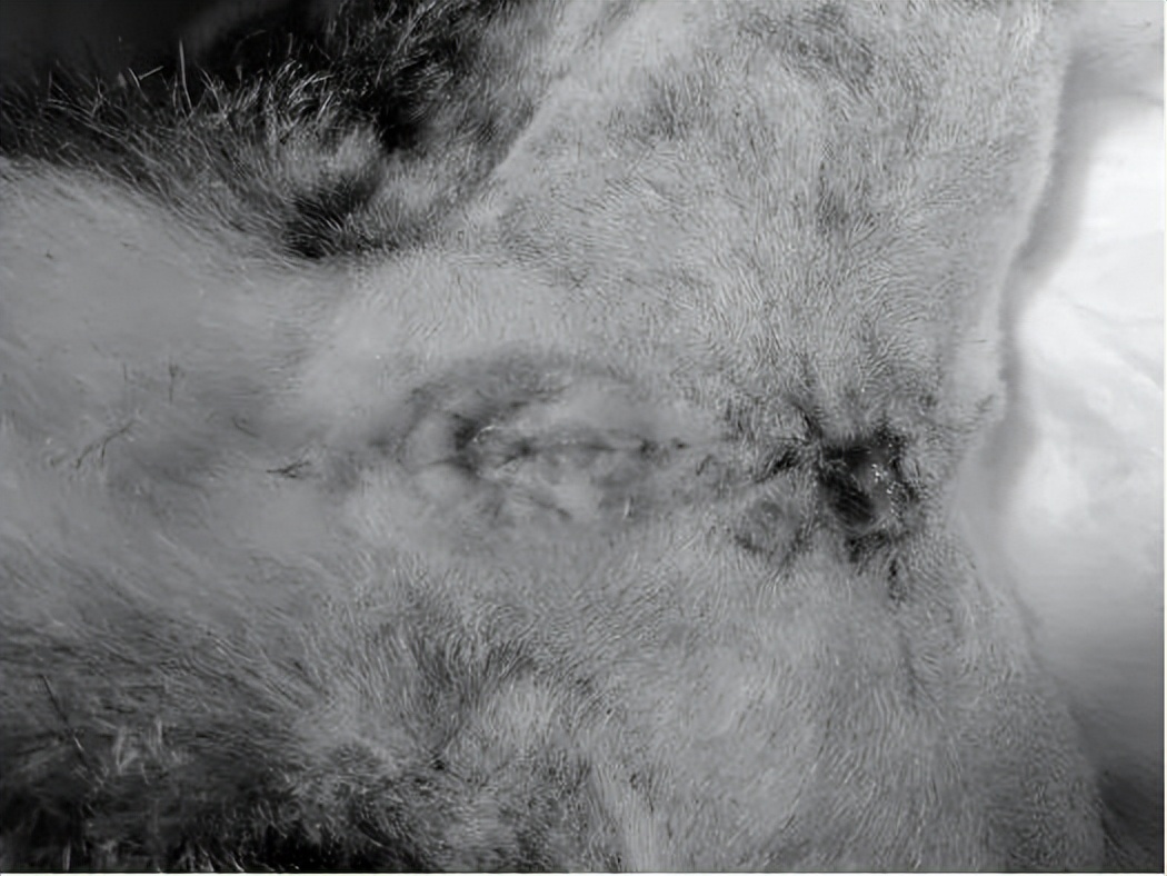 铲屎官有哪些难题,猫咪尿路感染缓解猫咪的小妙招