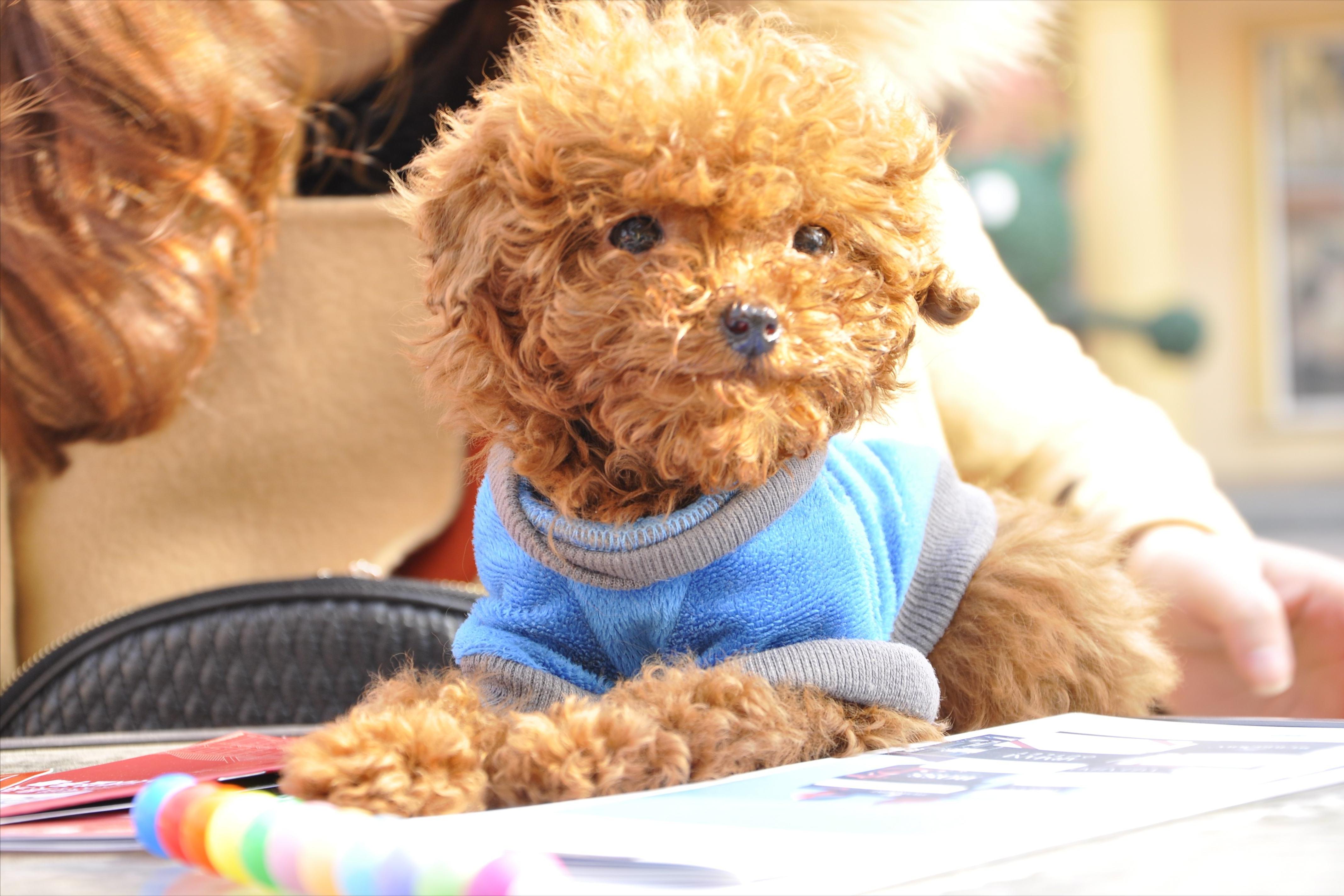 不小心狗吃了鸡骨头怎么办,为什么狗吃了过期的东西没事