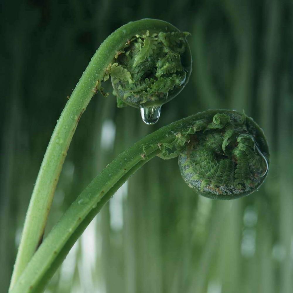 春天看图挖野菜，送你40种野菜大图鉴，让你轻松辨别各种野菜