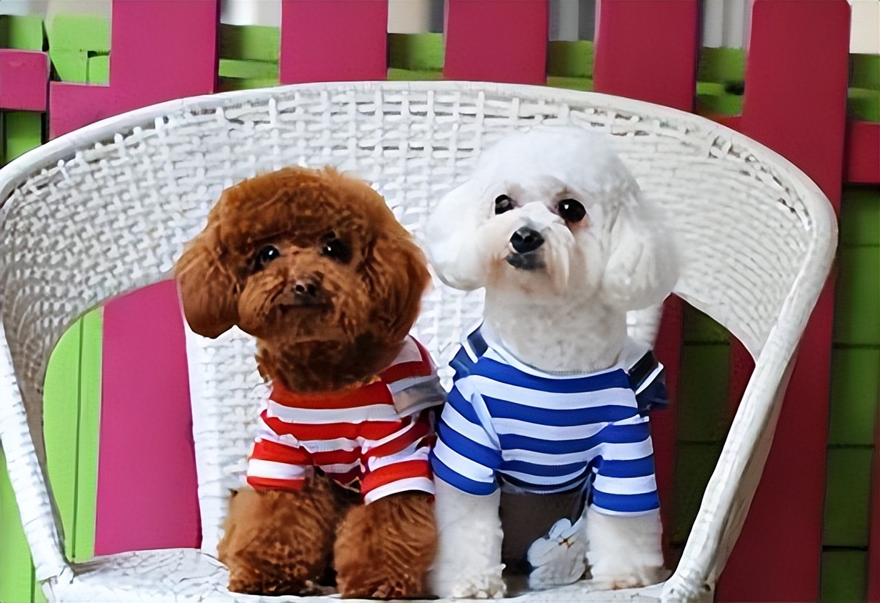 母泰迪好养还是公泰迪好养,公泰迪跟母泰迪有什么区别