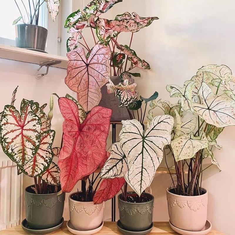 家里光照不足建议养这10种耐阴花,阴暗无光角落适合养什么花