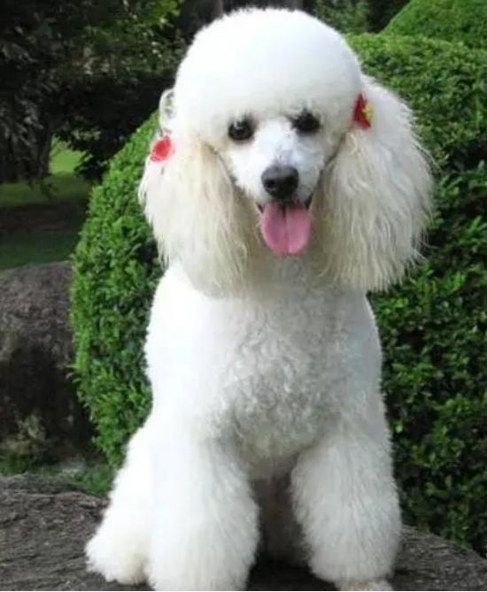 小型狗种类排行榜前十名,微型狗品种大全及图片