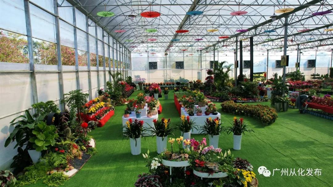 带你走进广州从化这家春节花卉超市~