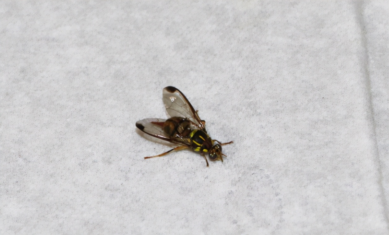 蜜蜂天冷为什么也会扇翅膀,家里有蜜蜂会不会蛰人