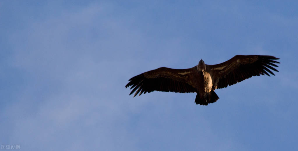 阿圭罗直播连线,阿圭罗直播玩游戏