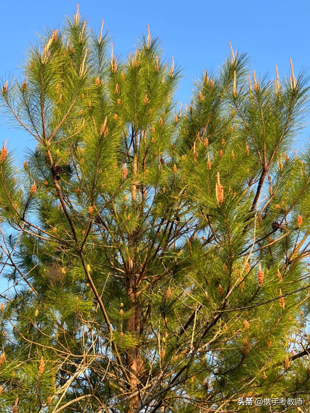 茂盛开花的马尾松,植物专栏蓝花草