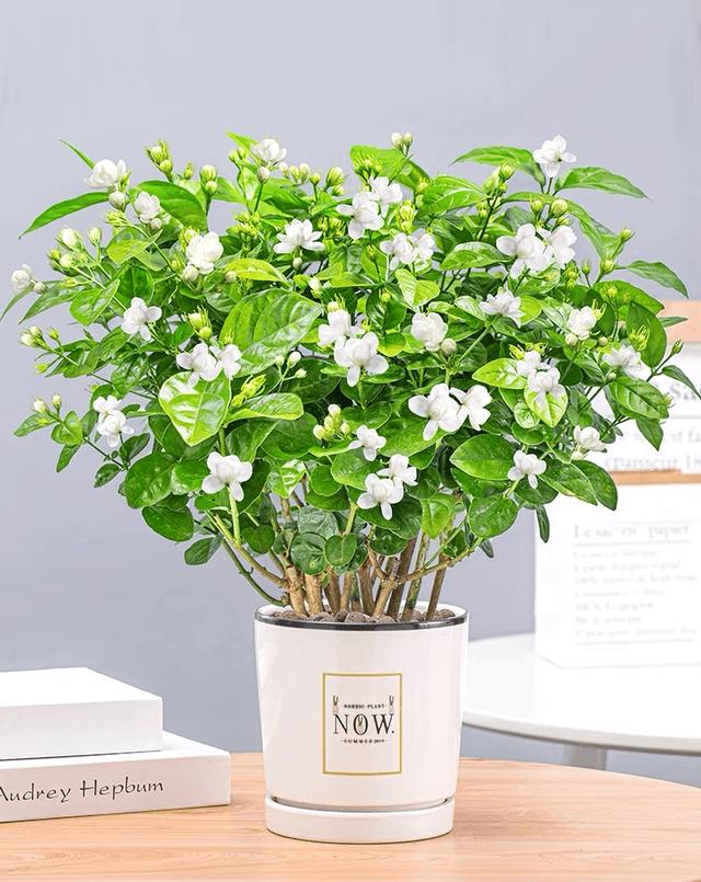 过期的各种药片混在一起浇花好吗,四种过期药片可以浇花