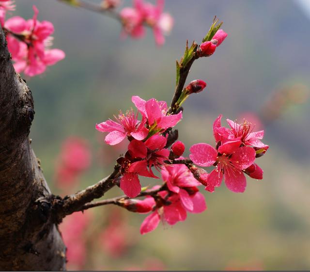 比喻桃花盛开的句子,比喻句桃花是春天的什么