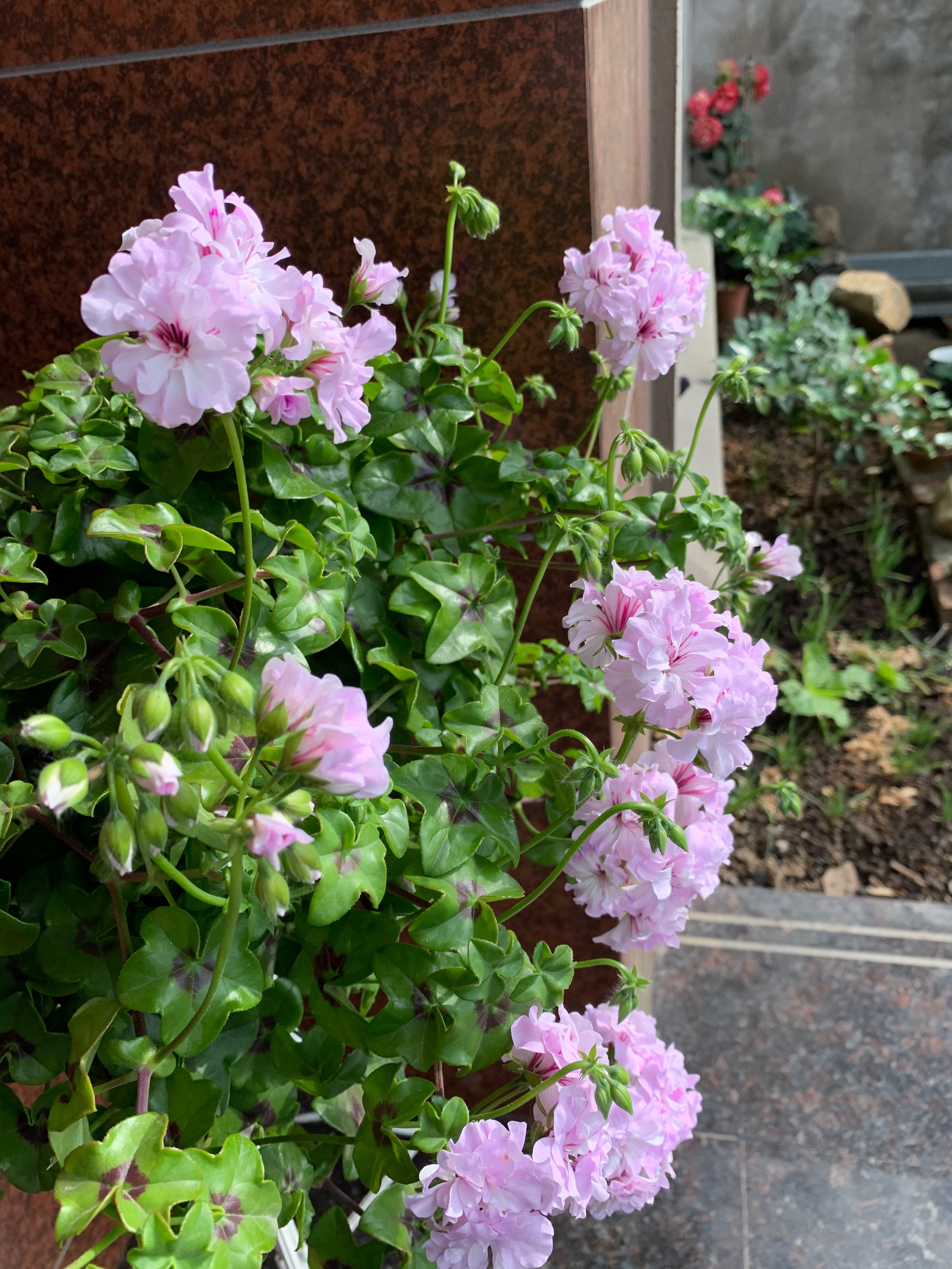 阳台养玫瑰月季吉利吗,吉普赛女王天竺葵室外还是室内