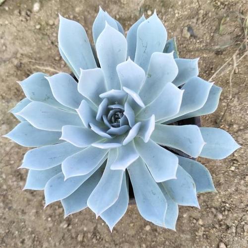 十二卷多肉的品种图鉴,100种多肉植物图片大全