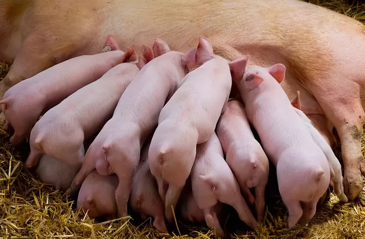 猪发烧腿瘸是什么原因,猪腿瘸发热不吃食是怎么回事