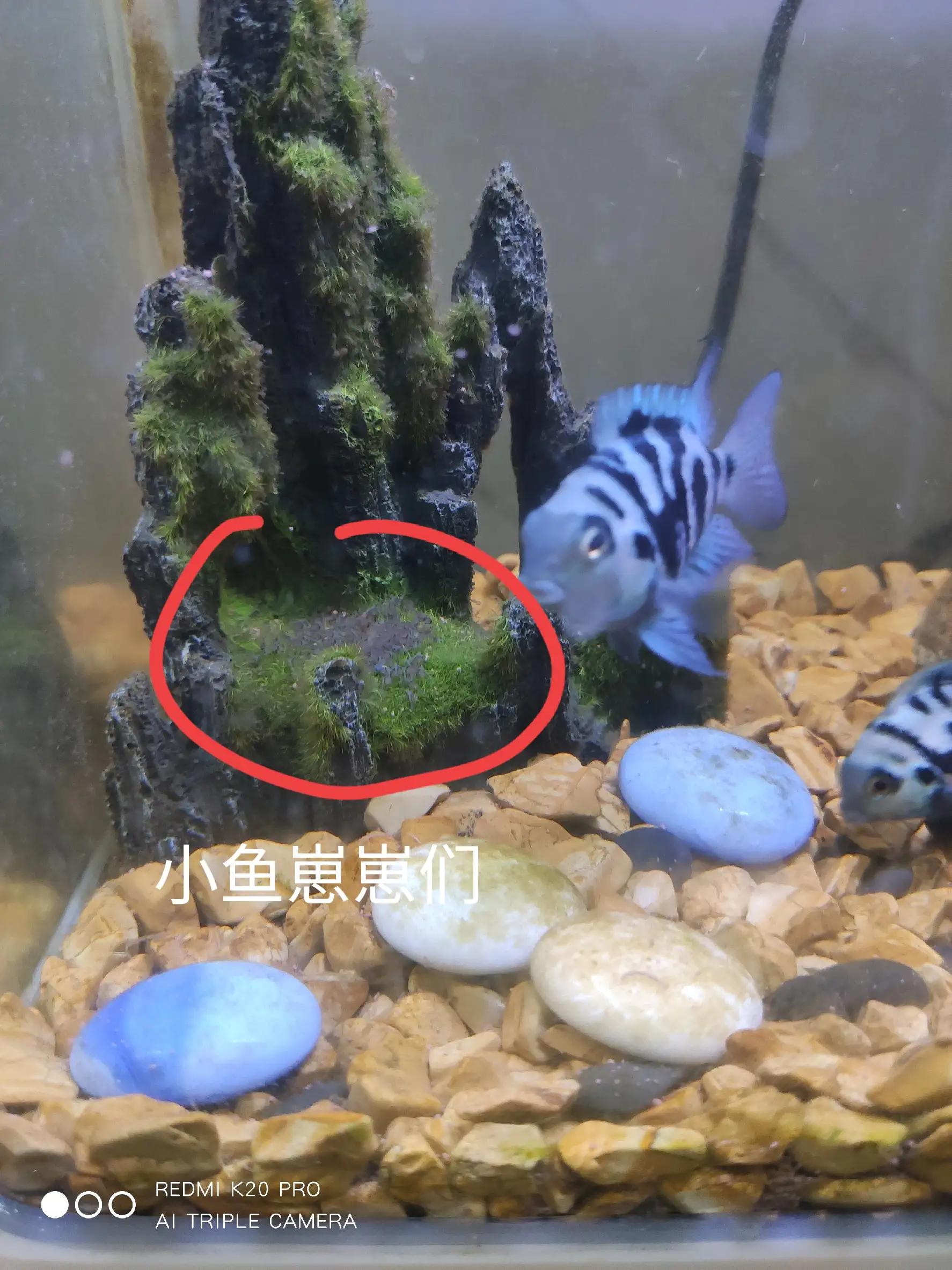 养鱼新手入门鹦鹉鱼,迷你鹦鹉鱼饲养温度养鱼老道