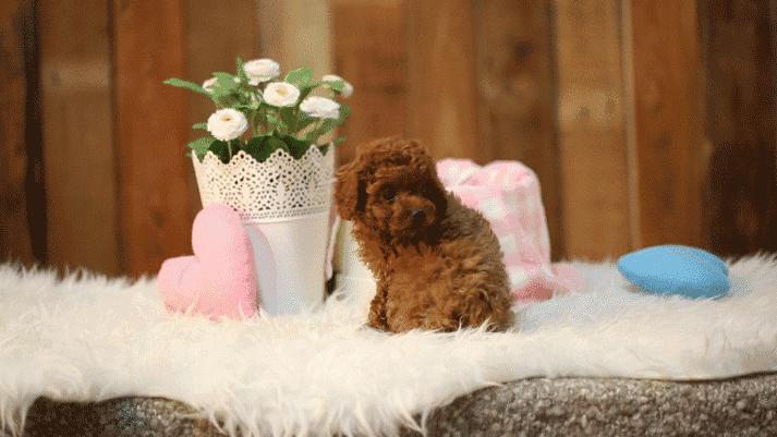 如何通过毛发辨别泰迪的年龄,各种颜色的泰迪性格